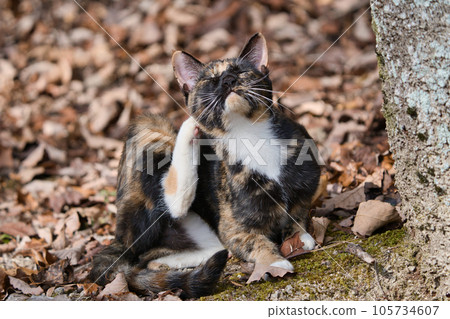 A stray cat relaxing and resting on dead leaves A stray cat relaxing and resting on dead leaves 105734607