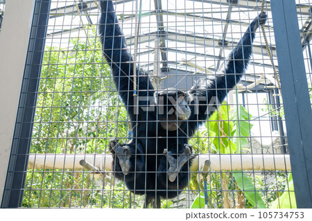 Flying gibbon Flying gibbon 105734753