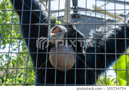 Flying gibbon 105734754