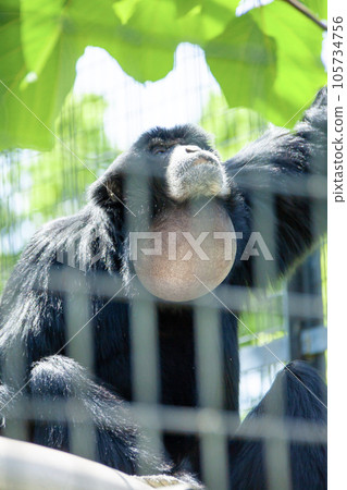 Flying gibbon Flying gibbon 105734756