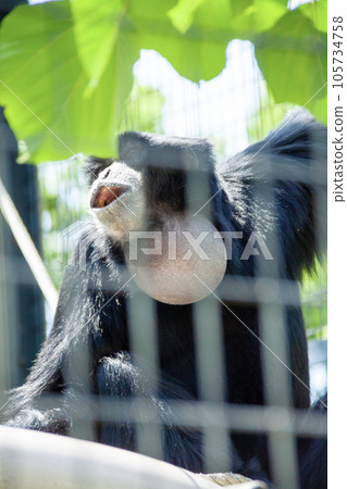 Flying gibbon Flying gibbon 105734758