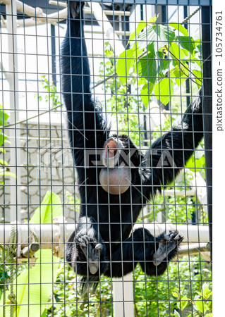 Flying gibbon Flying gibbon 105734761