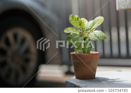 Dorstenia foetida variegata 105734785