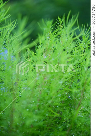≪垂直≫ 雨中濕透的地膚 ≪垂直≫ 雨中濕透的地膚 105734786