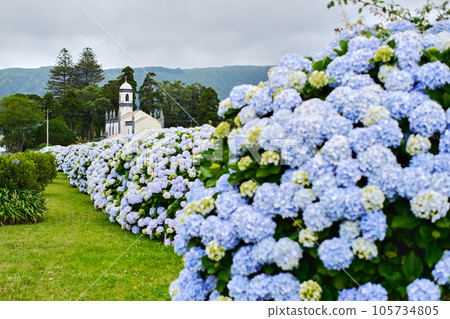 Beautiful blooming bushes of hydrangea flowers. Sete Cidades. Azores 105734805