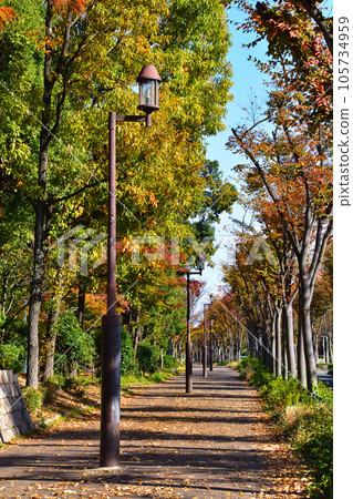 Autumn Street Tree Autumn Street Tree 105734959