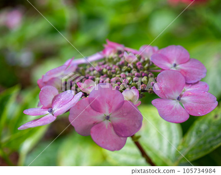 Bisexual flower buds and ornamental flowers of... - Stock Photo [105734984]  - PIXTA