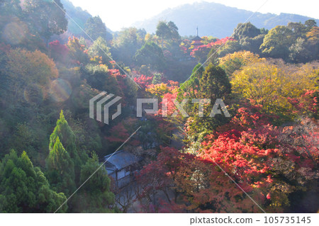 秋天的清水寺院內 105735145