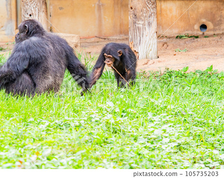 A baby chimpanzee searches for branches for nectar 105735203