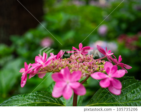粉紅色繡球花(花萼繡球花)的兩性和觀賞花卉 粉紅色繡球花(花萼繡球花)的兩性和觀賞花卉 105735206