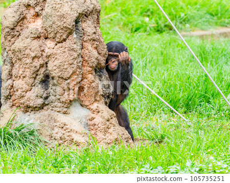 A young chimpanzee using a branch to lick honey A young chimpanzee using a branch to lick honey 105735251
