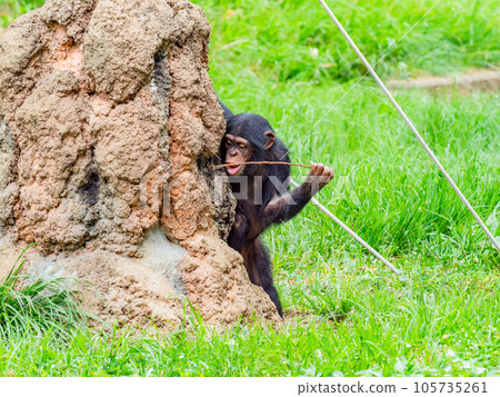 一隻年輕的黑猩猩用樹枝舔蜂蜜 105735261