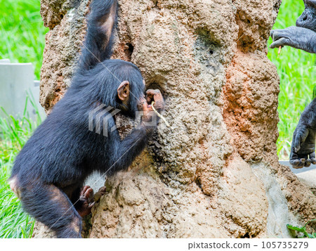 一隻年輕的黑猩猩用樹枝舔蜂蜜 105735279