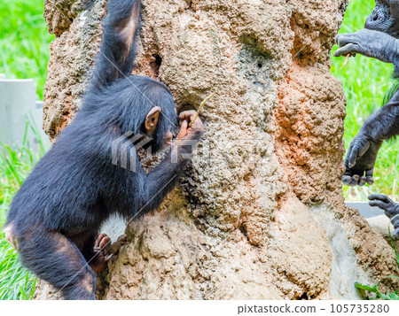 一隻年輕的黑猩猩用樹枝舔蜂蜜 105735280