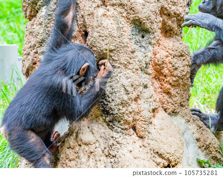 一隻年輕的黑猩猩用樹枝舔蜂蜜 105735281