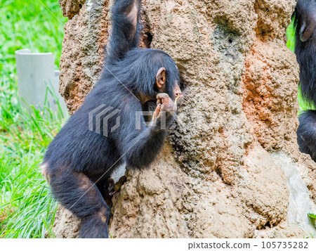 A young chimpanzee using a branch to lick honey A young chimpanzee using a branch to lick honey 105735282