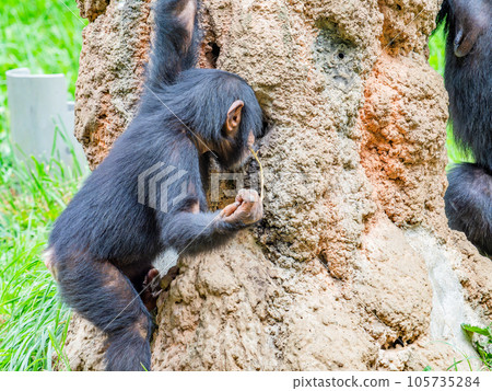 一隻年輕的黑猩猩用樹枝舔蜂蜜 105735284