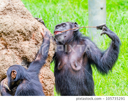 一隻年輕的黑猩猩用樹枝舔蜂蜜 105735291