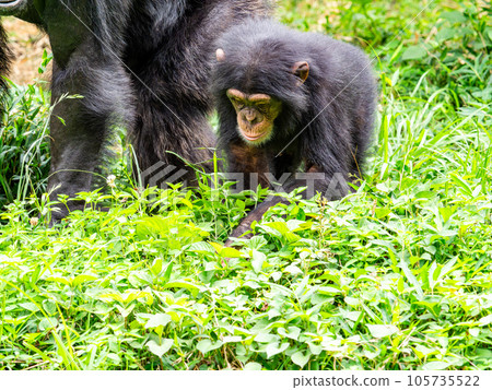 A chimpanzee child eating grass found in the grassland A chimpanzee child eating grass found in the grassland 105735522