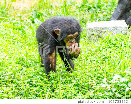 草原上發現吃草的黑猩猩小孩 105735532