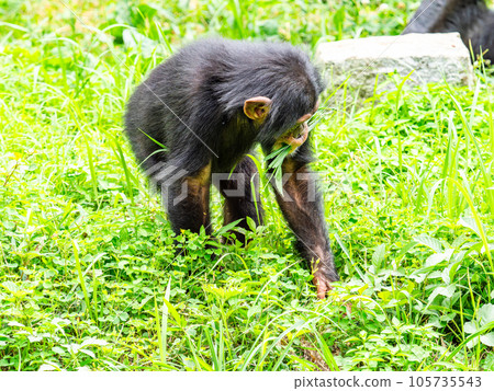 A chimpanzee child eating grass found in the grassland 105735543