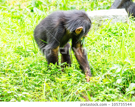 A chimpanzee child eating grass found in the grassland 105735544