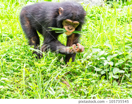 草原上發現吃草的黑猩猩小孩 105735545