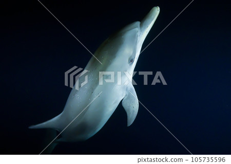 dolphins swimming at night 105735596