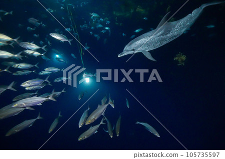 Dolphins chasing a school of fish at night 105735597