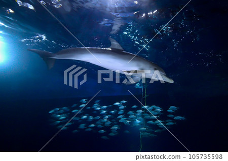 Dolphins chasing a school of fish at night 105735598