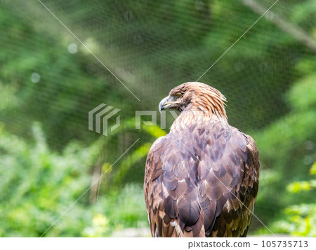 fearless golden eagle fearless golden eagle 105735713