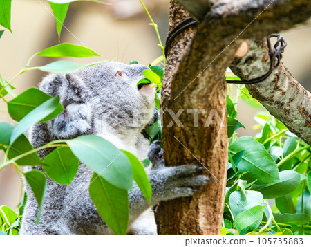 可愛的考拉在樹上放鬆 可愛的考拉在樹上放鬆 105735883
