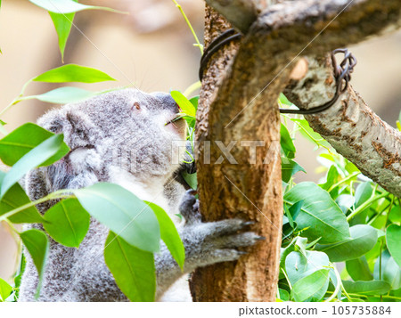 可愛的考拉在樹上放鬆 105735884