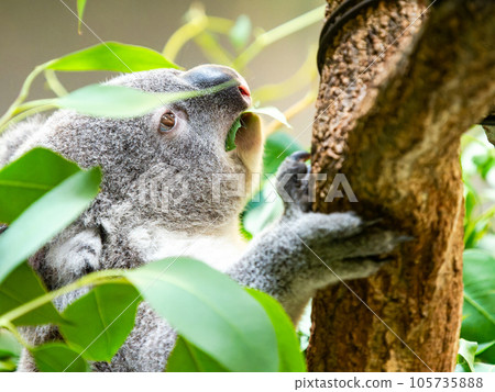 可愛的考拉在樹上放鬆 可愛的考拉在樹上放鬆 105735888