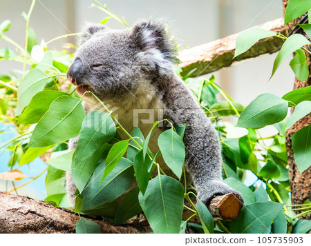 A cute koala having a relaxing meal in a tree A cute koala having a relaxing meal in a tree 105735903