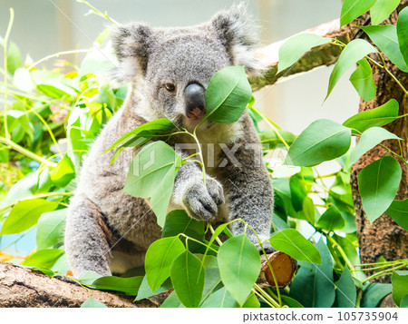 A cute koala having a relaxing meal in a tree A cute koala having a relaxing meal in a tree 105735904