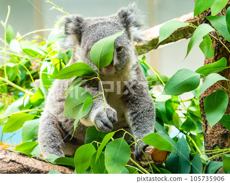 A cute koala having a relaxing meal in a tree 105735906