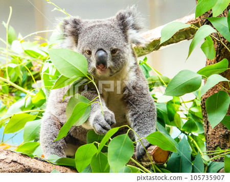 A cute koala having a relaxing meal in a tree 105735907
