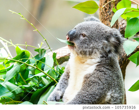 A cute koala having a relaxing meal in a tree 105735916