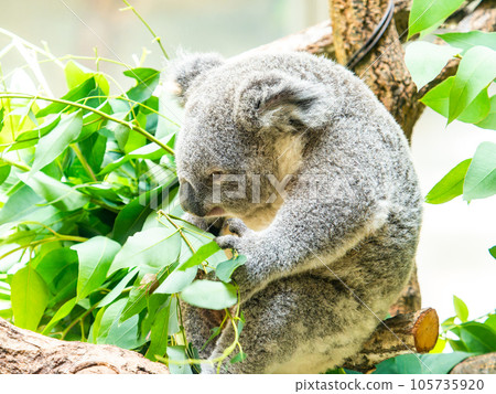 A cute koala having a relaxing meal in a tree A cute koala having a relaxing meal in a tree 105735920
