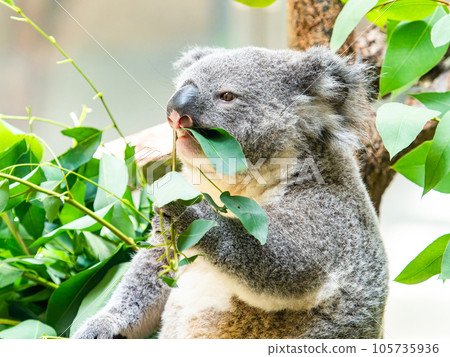 一隻可愛的考拉在樹上輕鬆地用餐 一隻可愛的考拉在樹上輕鬆地用餐 105735936