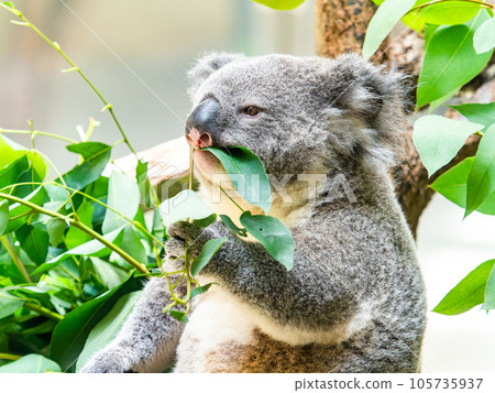 A cute koala having a relaxing meal in a tree 105735937
