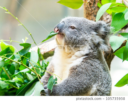 A cute koala having a relaxing meal in a tree 105735938