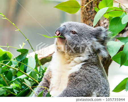 A cute koala having a relaxing meal in a tree 105735944