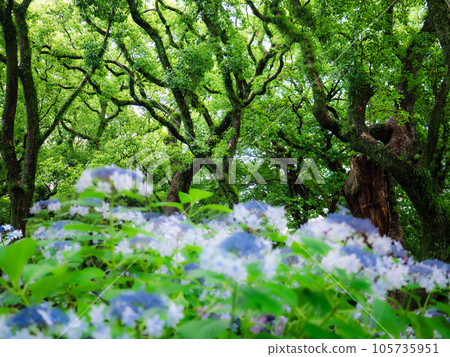 藍色和白色的繡球花森林被雨打濕，老樹上長滿了蕨類植物和苔蘚 105735951