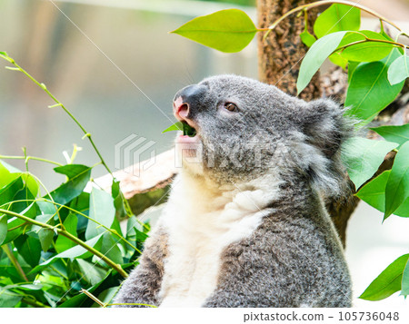 A cute koala having a relaxing meal in a tree A cute koala having a relaxing meal in a tree 105736048