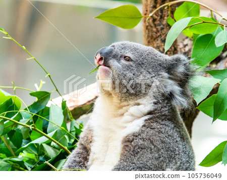 A cute koala having a relaxing meal in a tree 105736049