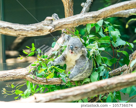 A cute koala having a relaxing meal in a tree 105736074