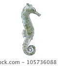 Zodiac dragon handwritten illustration material 105736088