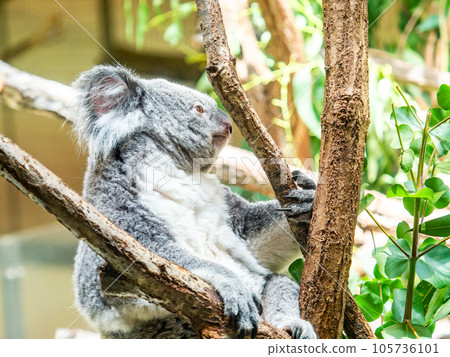 A cute koala relaxing in a tree A cute koala relaxing in a tree 105736101